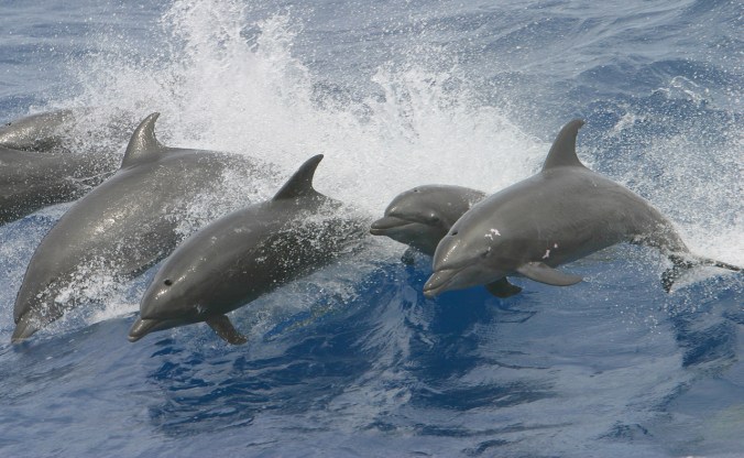 6-dolphins-in-wave