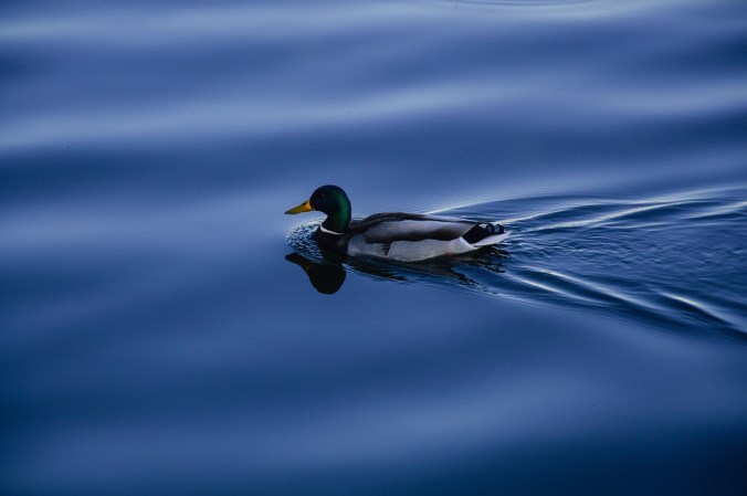 duck-931989_1280