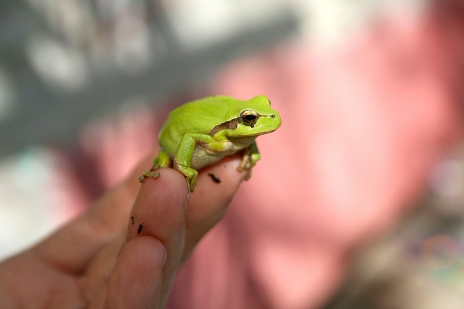 frog-618927_1280