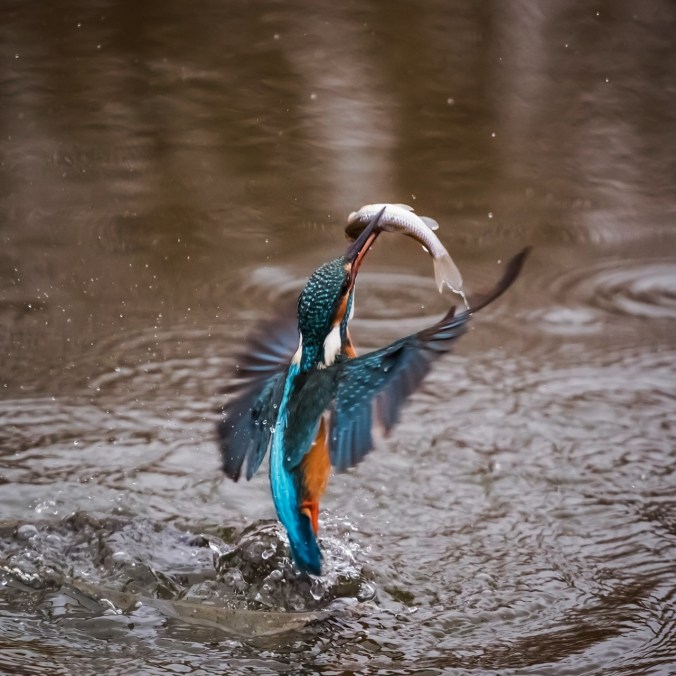 kingfisher-1068480_1280