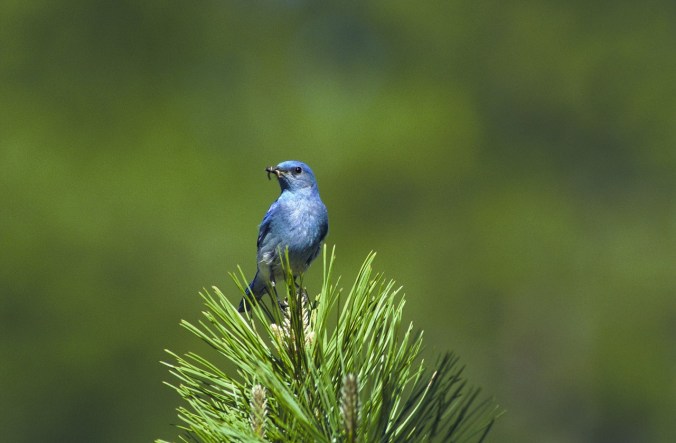 mountain-bluebird-541378_1280