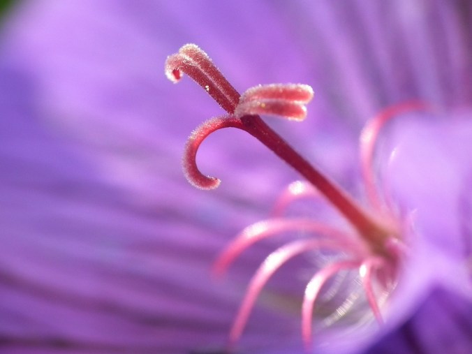 stamens-444939_1280