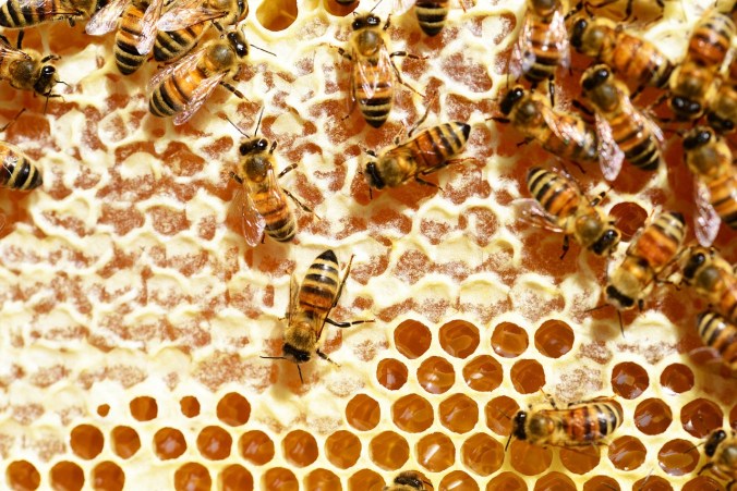 bees-345628_1280