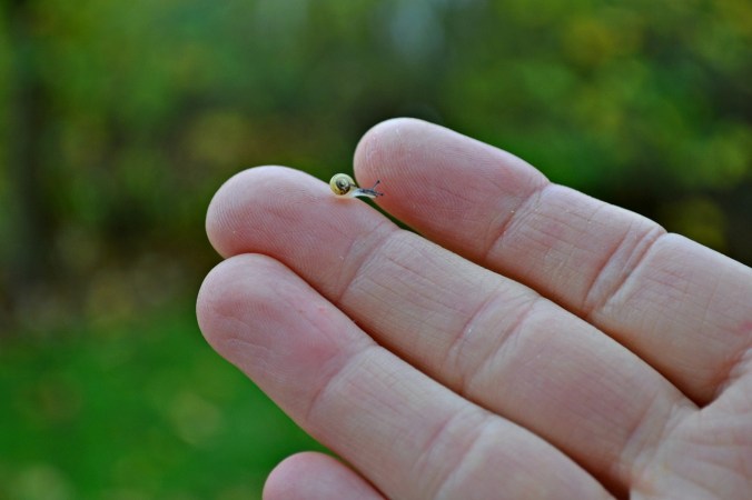 animals-1029816_1280