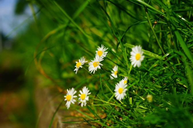 daisy-1365856_1280