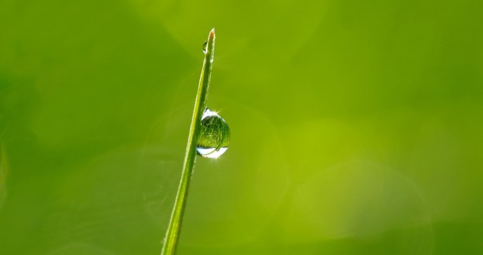 dewdrop-1373998_1280