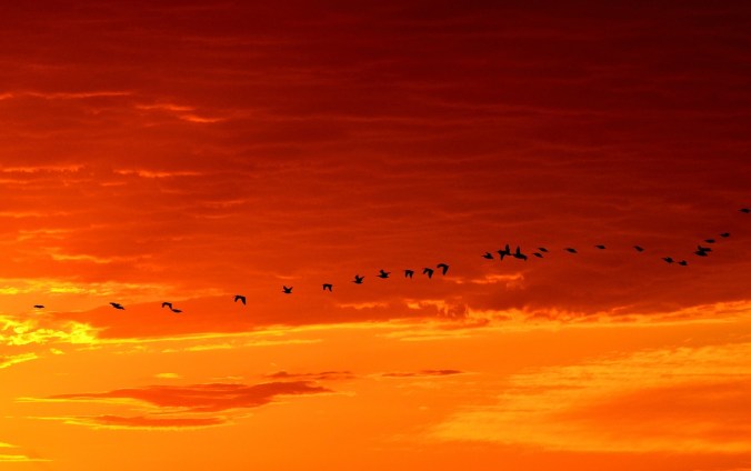geese-1622692_1280