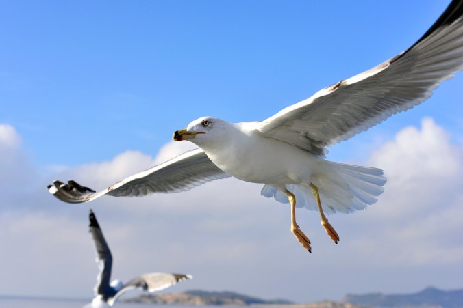 seagull-1455367_1280