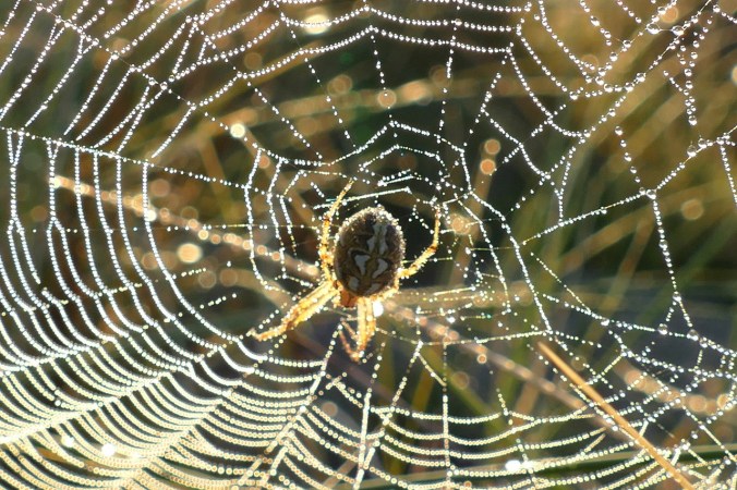 spider-web-1599476_1280