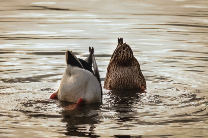 ducks-1942756_1280