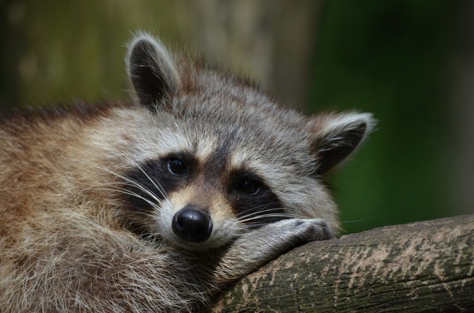 raccoon-365366_1280