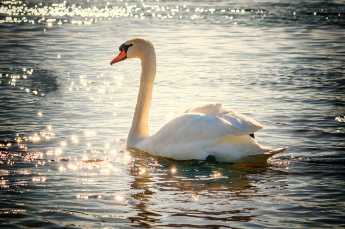 swan-2077219_1280