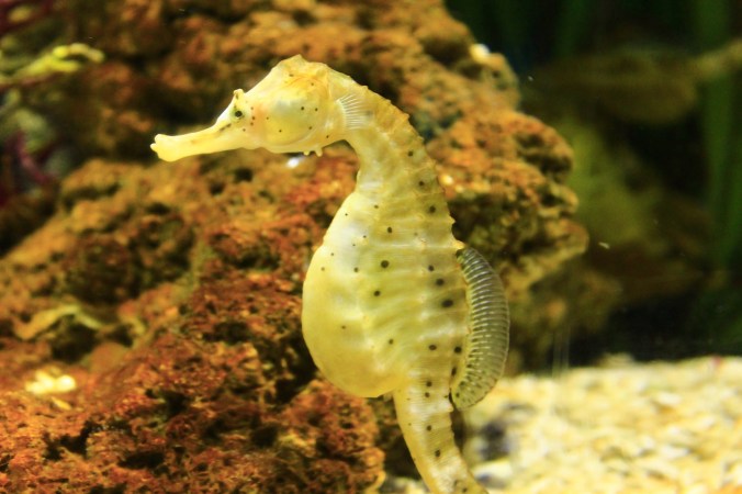 seahorse-1742395_1920