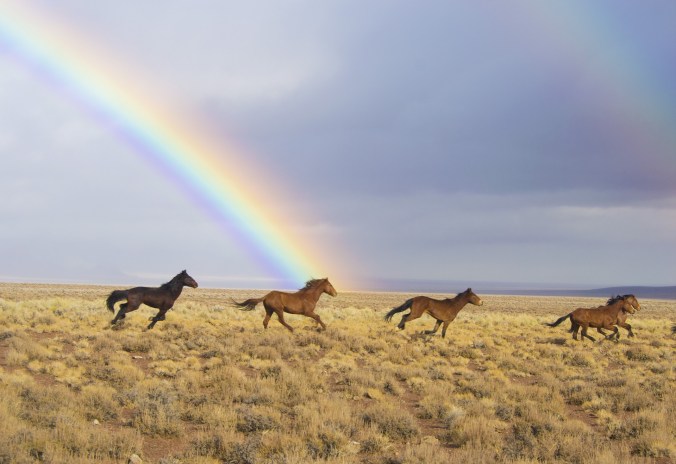 wild-horses-2239420_1920